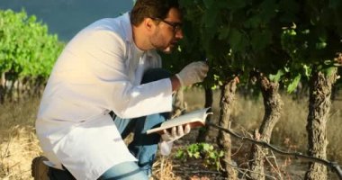 Agronomist tarlada yetişen üzümleri teftiş ediyor. Tarım üretim konsepti. Tanımlanamayan tarla işçisi ya da tarımcı sağlık kontrolü yapıyor. Üzümler.