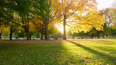 Sonbahar parkında yapraklarla kaplı boş bir sokak. Güzel manzara bulutlu gökyüzü. Sonbahar manzarası. Şehir parkında sarı ağaçlar. Sonbahar sahnesi. Düş! Ağaçlar ve yapraklar güneş ışığında New York Central Park