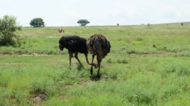 Afrika savanındaki vahşi kuş devekuşu. Vahşi Afrika devekuşu kuşları ormanda dikiliyor. Çimlerin üzerinde yürüyen Afrikalı devekuşlarına yakın çekim. Genç devekuşlarını toplayan erkek devekuşu.