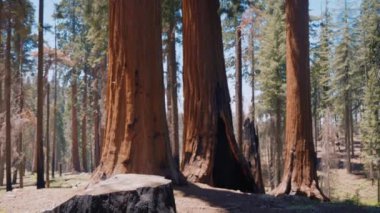 Dev sekoya ağaçları, Sequoia ve Kings Canyon Ulusal Parkları, Kaliforniya, ABD. Sequoia Ulusal Parkı 'nda dev bir ağaç var. Kaliforniya yakınlarındaki Muir Woods Ulusal Anıtı 'nda Redwood' dan geçen patika, ABD