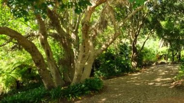 Ulusal Park 'taki devasa eğreltiotu ormanı. Sisteki tropik orman. Sabahları avuç içi. Hawaii 'deki Volkan Ulusal Parkı' nda orman. Karanlık yağmur ormanları, ağaçların arasından güneş ışığı, zengin orman yeşilliği.