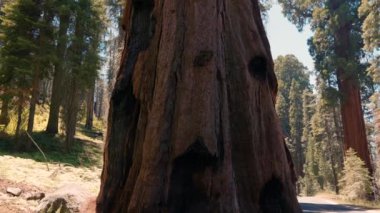 Dev sekoya çam sekoya ağaçları, Sequoia Ulusal Parkı, Kaliforniya, ABD. Kaliforniya 'nın Sierra Nevada Dağları' ndaki Sequoia Ulusal Parkı 'ndaki Sentinel Dev Sequoia ağacı. Yosemite Ulusal Parkı