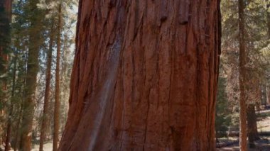 General Sherman Ağacı - ABD 'nin Kaliforniya eyaletindeki Sequoia Ulusal Parkı' ndaki Dev Sequoia Ağaçları, dünyanın en büyük ağacı. Sequoia Milli Parkı 'nda yürüyüşçü, orman patikaları, Kings Nehri Kanyonlarında yürüyüş yapan ahşap çitler.