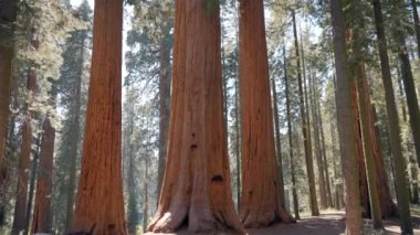 General Sherman Ağacı - ABD 'nin Kaliforniya eyaletindeki Sequoia Ulusal Parkı' ndaki Dev Sequoia Ağaçları, dünyanın en büyük ağacı. Sequoia Milli Parkı 'nda yürüyüşçü, orman patikaları, Kings Nehri Kanyonlarında yürüyüş yapan ahşap çitler.
