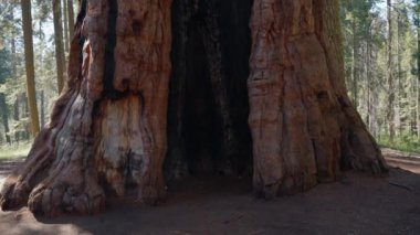 Erkek gezgin, sekoya parkındaki dev bir sekoya sandığının yanında yürüyüş yaptıktan sonra dinleniyor. Sequoia Ulusal Parkı 'nda yürüyüşçü. Gezgin erkek, Kaliforniya, ABD 'deki dev sekoya ağacına bakıyor. Dev ağacın önündeki adam.