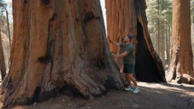 Erkek gezgin, sekoya parkındaki dev bir sekoya sandığının yanında yürüyüş yaptıktan sonra dinleniyor. Sequoia Ulusal Parkı 'nda yürüyüşçü. Gezgin erkek, Kaliforniya, ABD 'deki dev sekoya ağacına bakıyor. Dev ağacın önündeki adam.