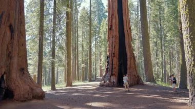 Sekoya ulusal parkında büyük ağaçlar. Sequoia Ulusal Parkı 'ndaki General Sherman Ağacı. Sequoia Ulusal Parkı ve Krallar Kanyonu. Dev sekoya ağaçları, orman patikaları, ahşap çitler ve yürüyüş yolları.