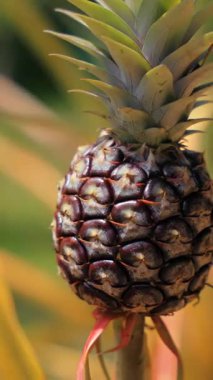 Bu parlak gökyüzünün altında yemyeşil ve canlı bir bahçede sergilenen genç bir ananas meyvesinin yakın plan görüntüsü.