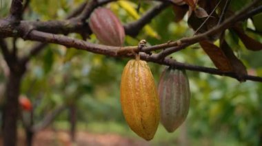 Canlı tropikal bir ortamda yemyeşil bir ağaçta olgunlaşan kakao podlarının nefes kesici ve çarpıcı güzelliğini keşfedin. Ağaçta sallanan kakao meyvesi hasat için olgunlaşmış.