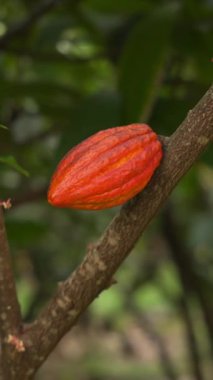 Kakao kabukları tropik bir ağacın gövdesinde olgunlaşır ve kakao çiftliğinde hasat için hazırdır. Bu ürün, ekvator ülkelerinde yetiştirilen ve ihraç edilen çikolata ve kakaonun ham tabanıdır..