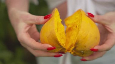 Taze toplanmış yumurta meyvesi, diğer adıyla teneke kutu, tropik hasat sırasında dişilerin elinde tutulur. Parlak sarı posa ve zengin doku olgunluğunu, tatlılığını ve doğal bahçe kökeni vurgular..