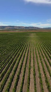 Drone, akşam güneşi altında parlayan üzüm bağlarının sıralarını yakalıyor. Yeşil alanlar şarap yapma kültürünü ön plana çıkarıyor. Manzara, Napa, Bordeaux, Toskana gibi hasat, gelenek ve küresel şarap bölgelerini yansıtır.