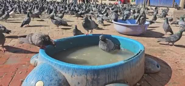 Närbild Skott Flock Fåglar Vattnet — Stockvideo