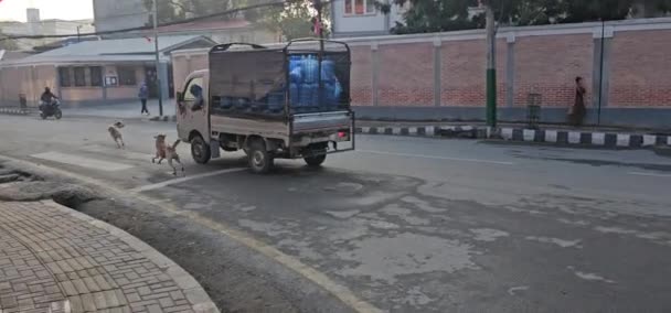 Уличные Собаки Непала Катманду Ненавидят Шум Машин — стоковое видео