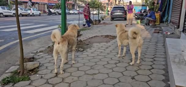 Cão Rua Kathmandu Nepal Latindo — Vídeo de Stock
