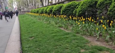 Güzel çiçekler, çiçek konsepti Bryan Park 'taki Tulip, Manhattan New York.