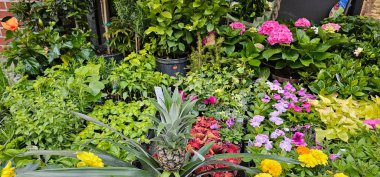 Bahçedeki güzel çiçekler