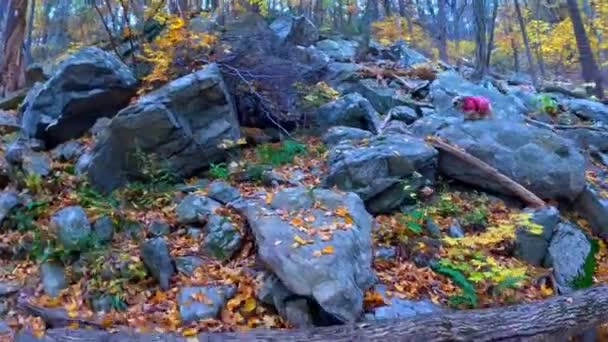 Shih Tzu Ormanda Bir Adamla Yürüyüş Yapıyor — Stok video