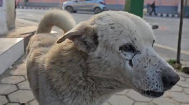 Sokakta beyaz bir köpek