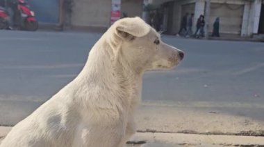 Şehirde bir köpek.