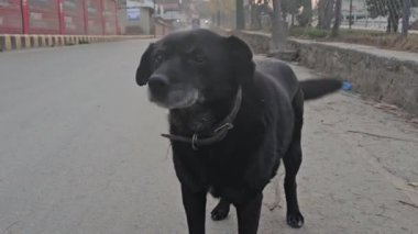 Swayambunath, Katmandu 'da bir sokak köpeği.
