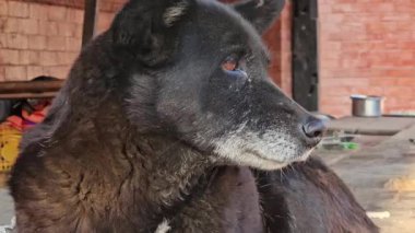 Katmandu, Nepal 'de siyah beyaz sokak köpeği