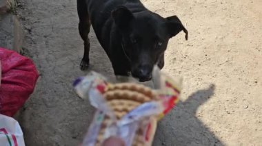 Katmandu, Nepal 'de köpek yiyen bisküviler