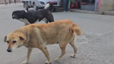 Katmandu sokak köpekleri, Nepal 