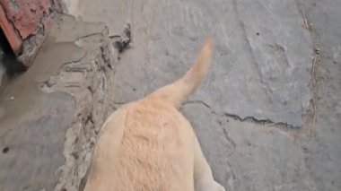 Köpek taşla oynuyor, komik.