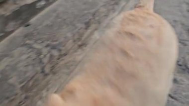 Nepal Katmandu şehrinde top olarak taşla oynayan bir sokak köpeği.