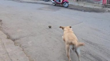 Sokakta köpek oynuyordu.