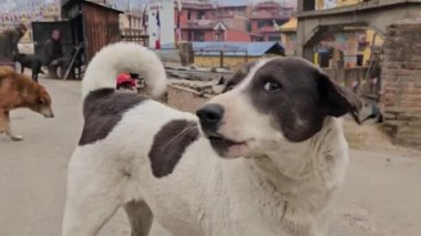 Nepal 'de sokaktaki köpek.