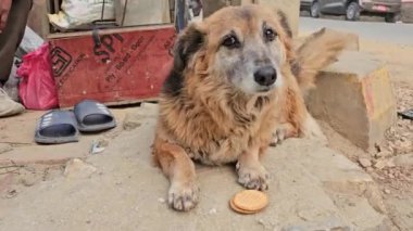 Evsiz köpek Nepal Katmandu caddesinde yemek bekliyor. 
