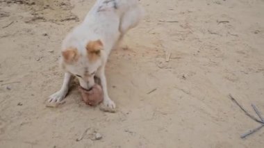 Halesi, Nepal 'de hindistan ceviziyle oynayan bir sokak köpeği. 
