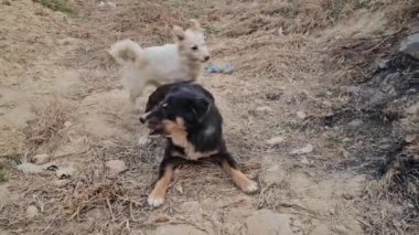 Haleshi 'ye havlayan sokak köpekleri, Nepal 