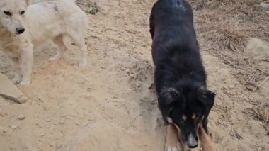 Nepal Katmandu 'da sokak köpeği 