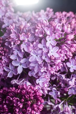 Bahçedeki güzel leylak çiçekleri