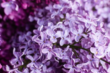 Daldaki leylak çiçekleri