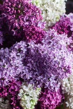 Bahçedeki güzel leylak çiçekleri