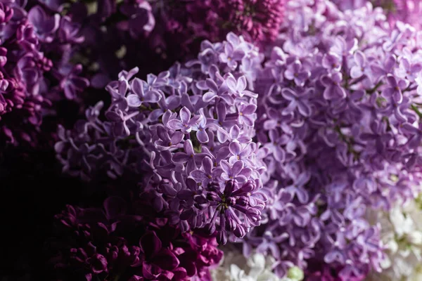 Koyu Arkaplanda Güzel Leylak Çiçekleri — Stok fotoğraf