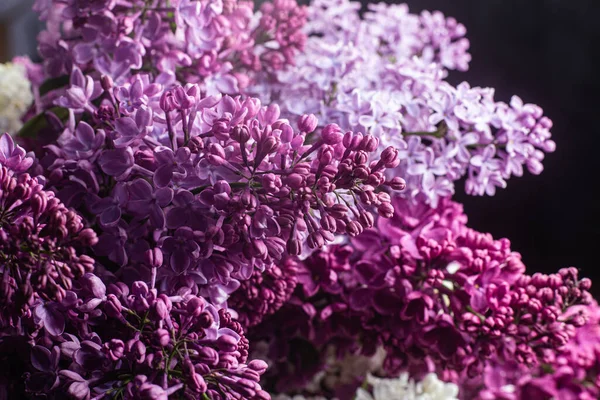 花园里美丽的紫色紫丁香花 — 图库照片