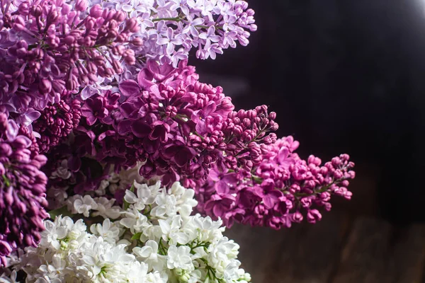 Mooie Lila Bloemen Een Donkere Achtergrond — Stockfoto