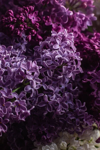 庭の美しい紫色のライラックの花 — ストック写真