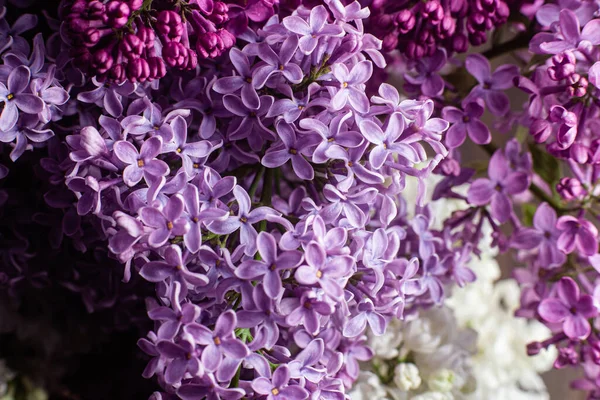 Mooie Paarse Lila Bloemen Tuin — Stockfoto