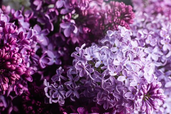 Mooie Lila Bloemen Een Donkere Achtergrond — Stockfoto