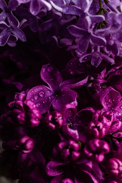 Stock image beautiful purple lilac flowers in the garden