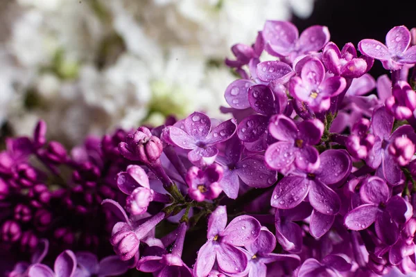 花园里美丽的紫丁香花 — 图库照片