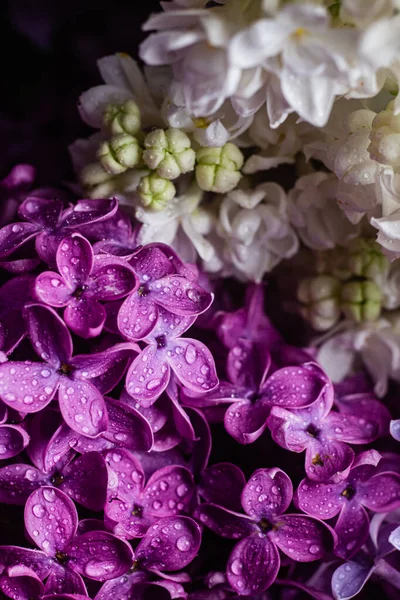 Bahçedeki Güzel Mor Leylak Çiçekleri — Stok fotoğraf