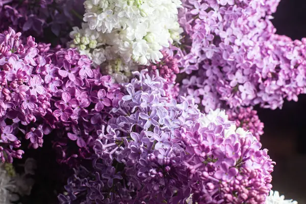 花园里美丽的紫丁香花 — 图库照片