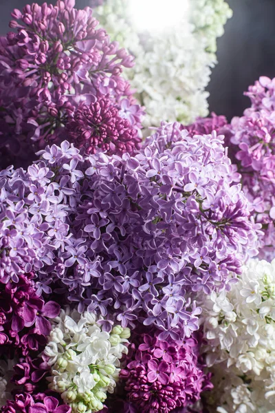 Hermosas Flores Lila Jardín — Foto de Stock